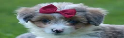 Corgipoo dogs for sale: NANCY - Ad 5