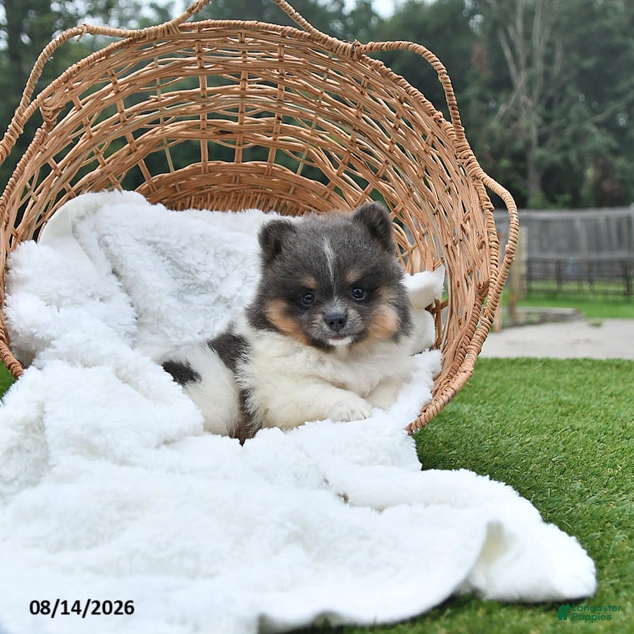 Pomeranian dogs Lori - Ad 1