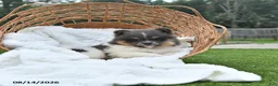 Pomeranian dogs for sale: Lori - Ad 1