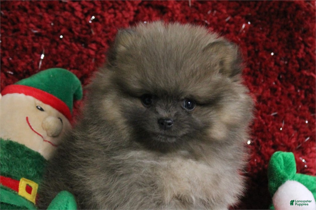 Pomeranian dogs for sale: Pomeranian Puppy 2 - Ad 3