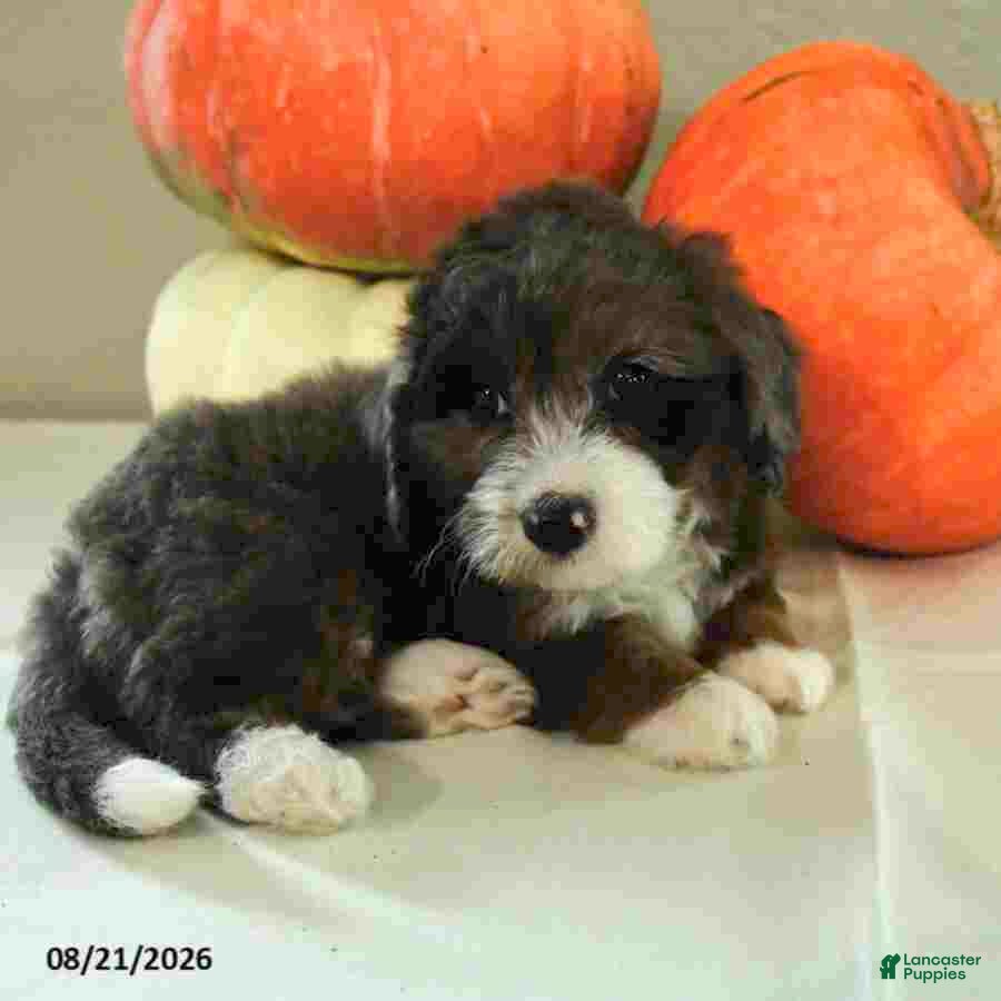 Mini Bernedoodle dogs Mia  - Ad 2