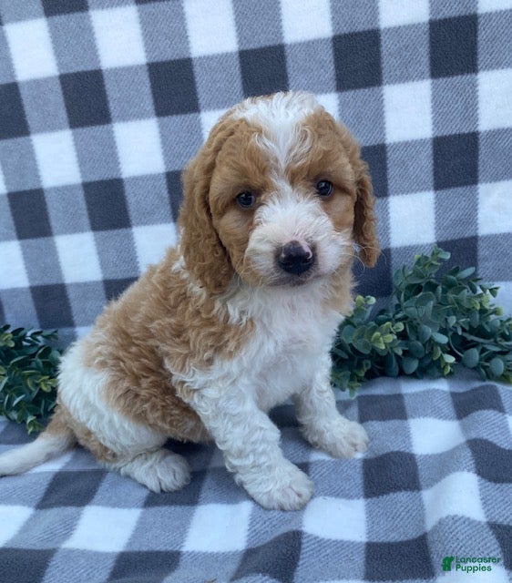 Mini Goldendoodle dogs Lewis - Ad 1