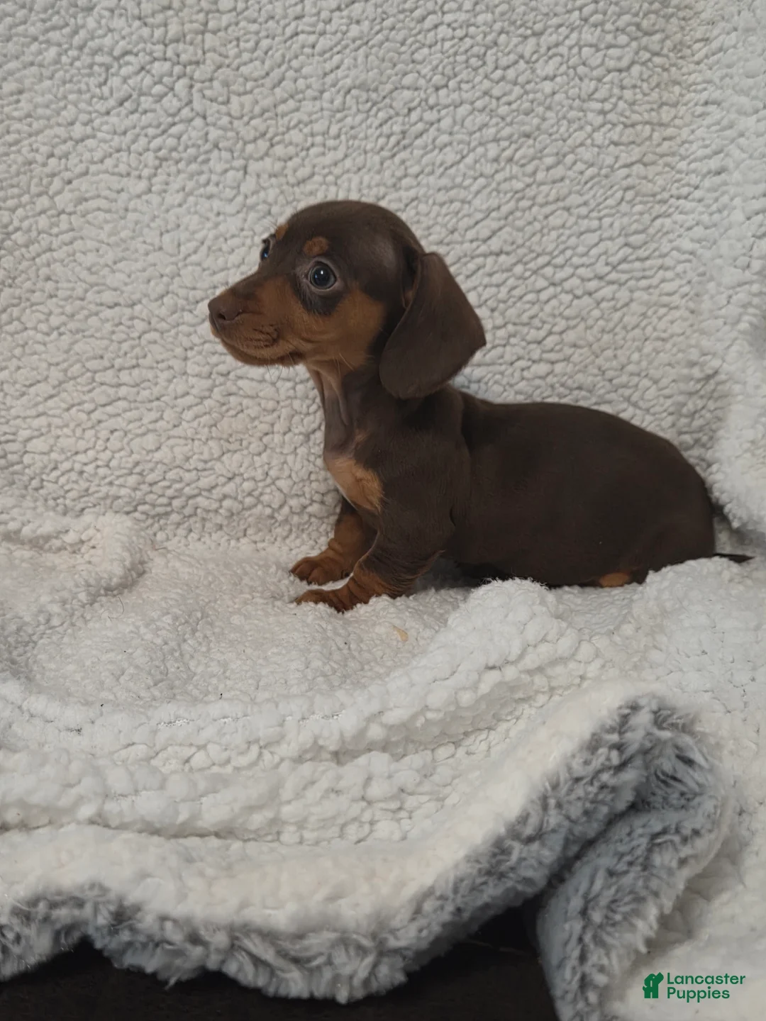 Miniature Dachshund dogs for sale: Miniature Dachshund Puppy 4 - Ad 4