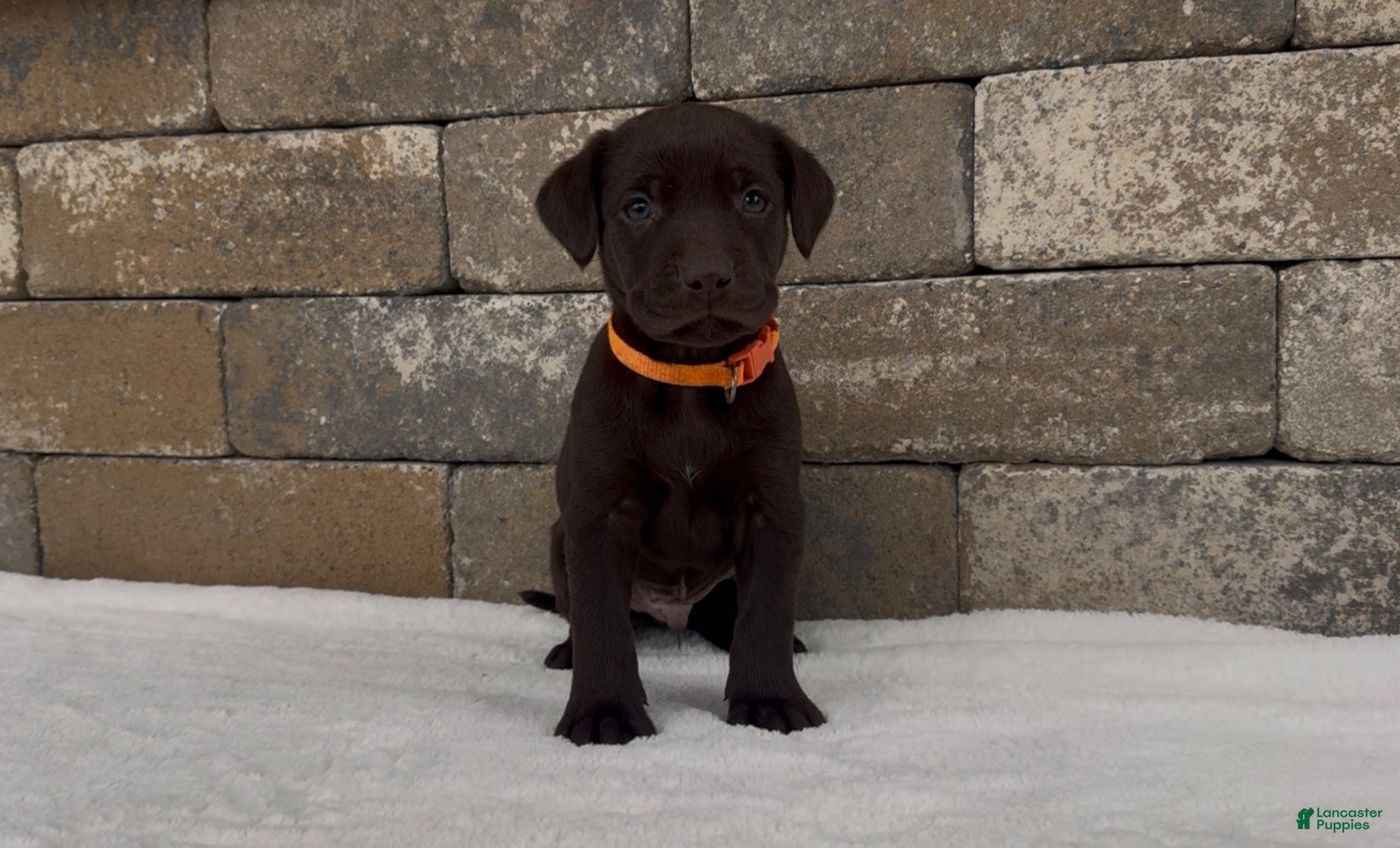 Labrador Retriever dogs Remington - Ad 1