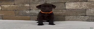 Remington