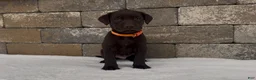 Labrador Retriever dogs for sale: Remington - Ad 1