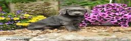 Labrador Retriever dogs for sale: Sophie - Ad 1