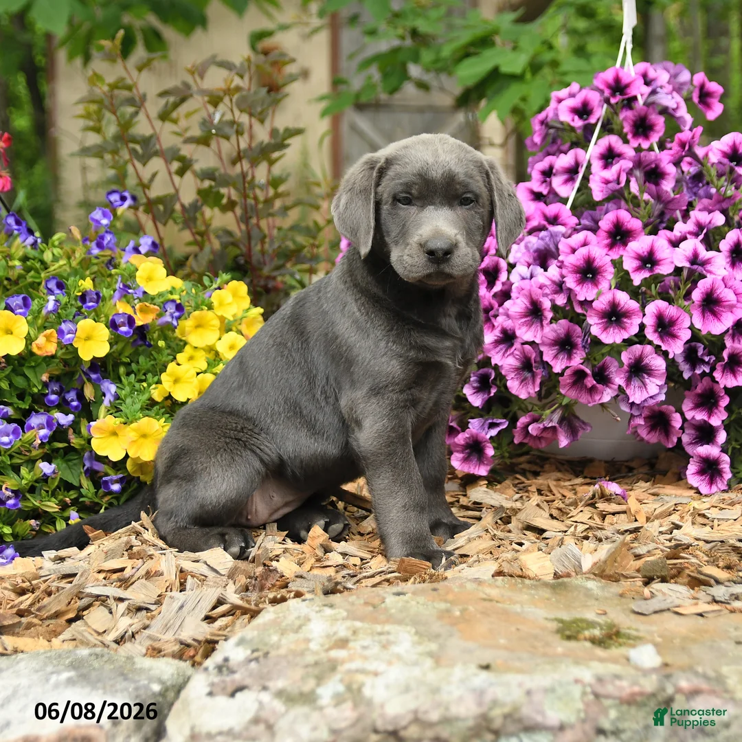 Labrador Retriever dogs for sale: Sophie - Ad 1