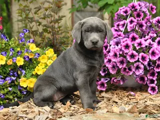 Labrador Retriever dogs for sale: Sophie - Ad 3