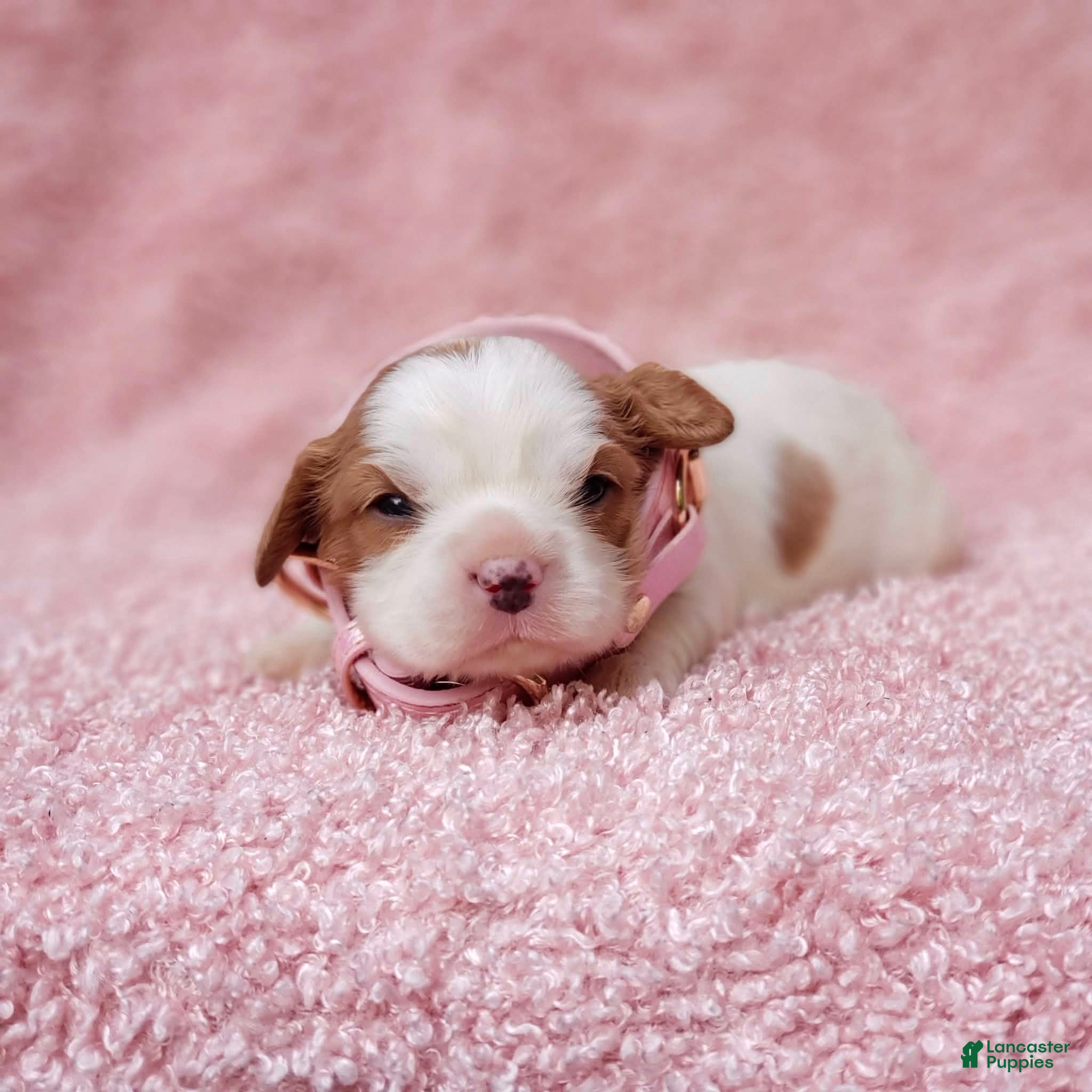 Cavalier King Charles Spaniel dogs Gracie - Ad 22