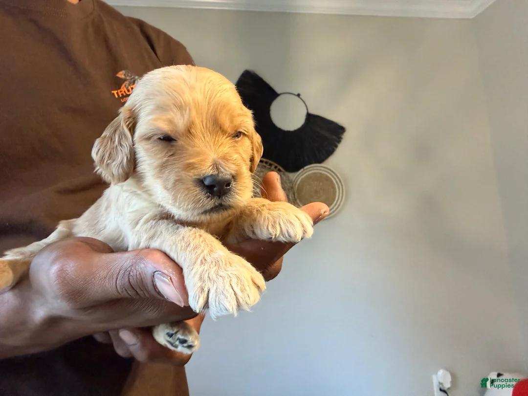 Mini Goldendoodle dogs for sale: Amiri - Ad 2
