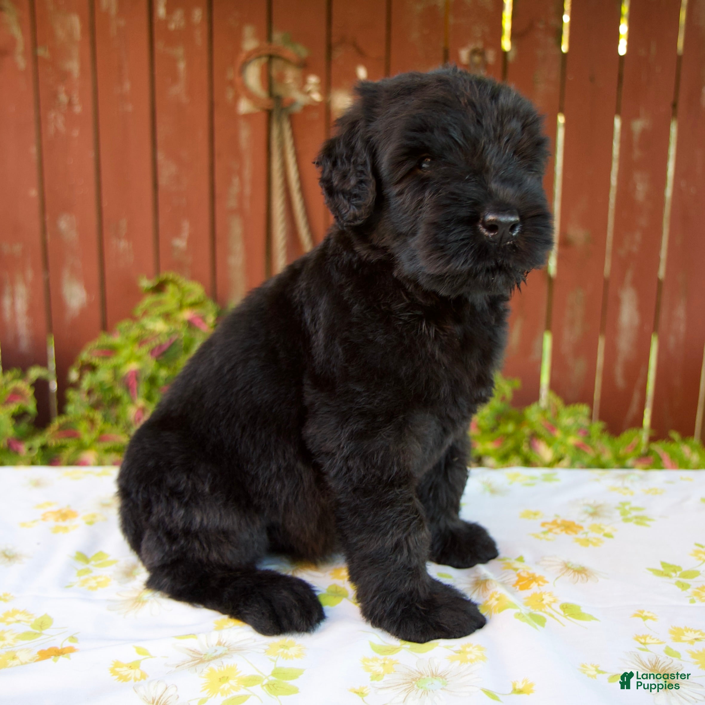 Giant Schnauzer dogs Renae - Ad 2