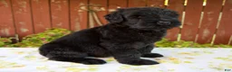 Giant Schnauzer dogs for sale: Renae - Ad 2
