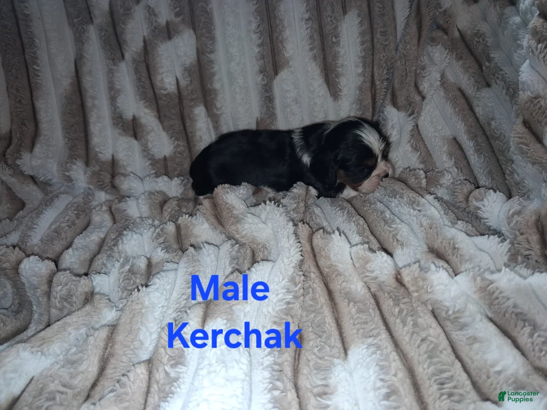 Cavalier King Charles Spaniel dogs for sale: Kerchak - Ad 2