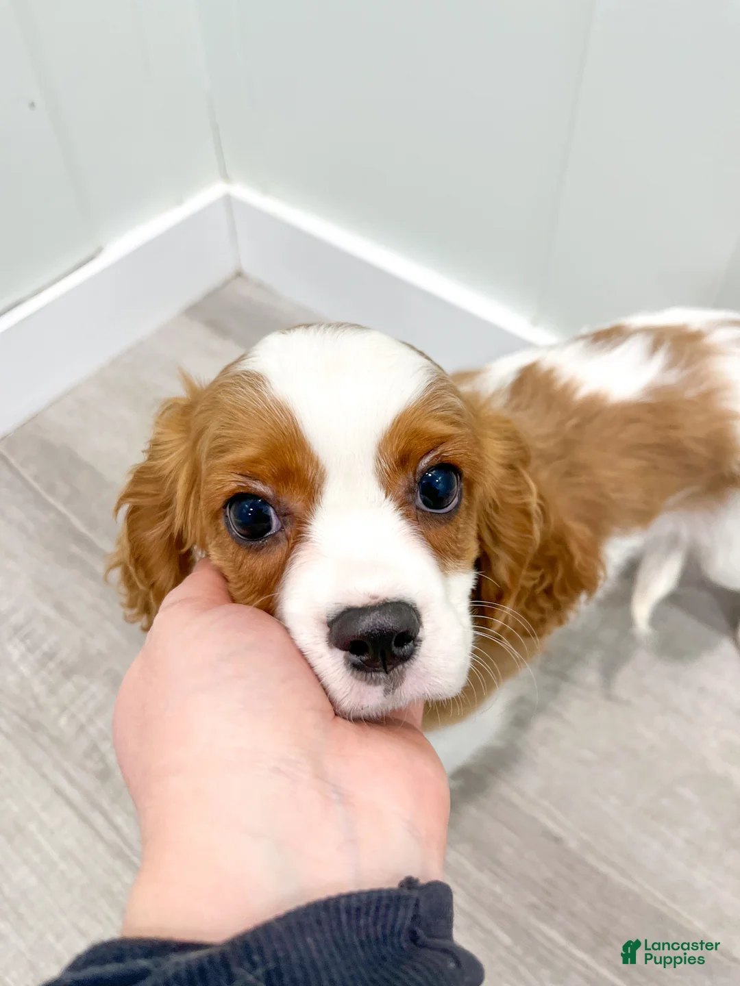 Cavalier King Charles Spaniel dogs for sale: Quincy - Ad 7