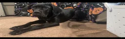 Cane Corso dogs for sale: Cane Corso piper  - Ad 3