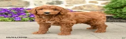 Mini Goldendoodle dogs for sale: Tommy - Ad 4