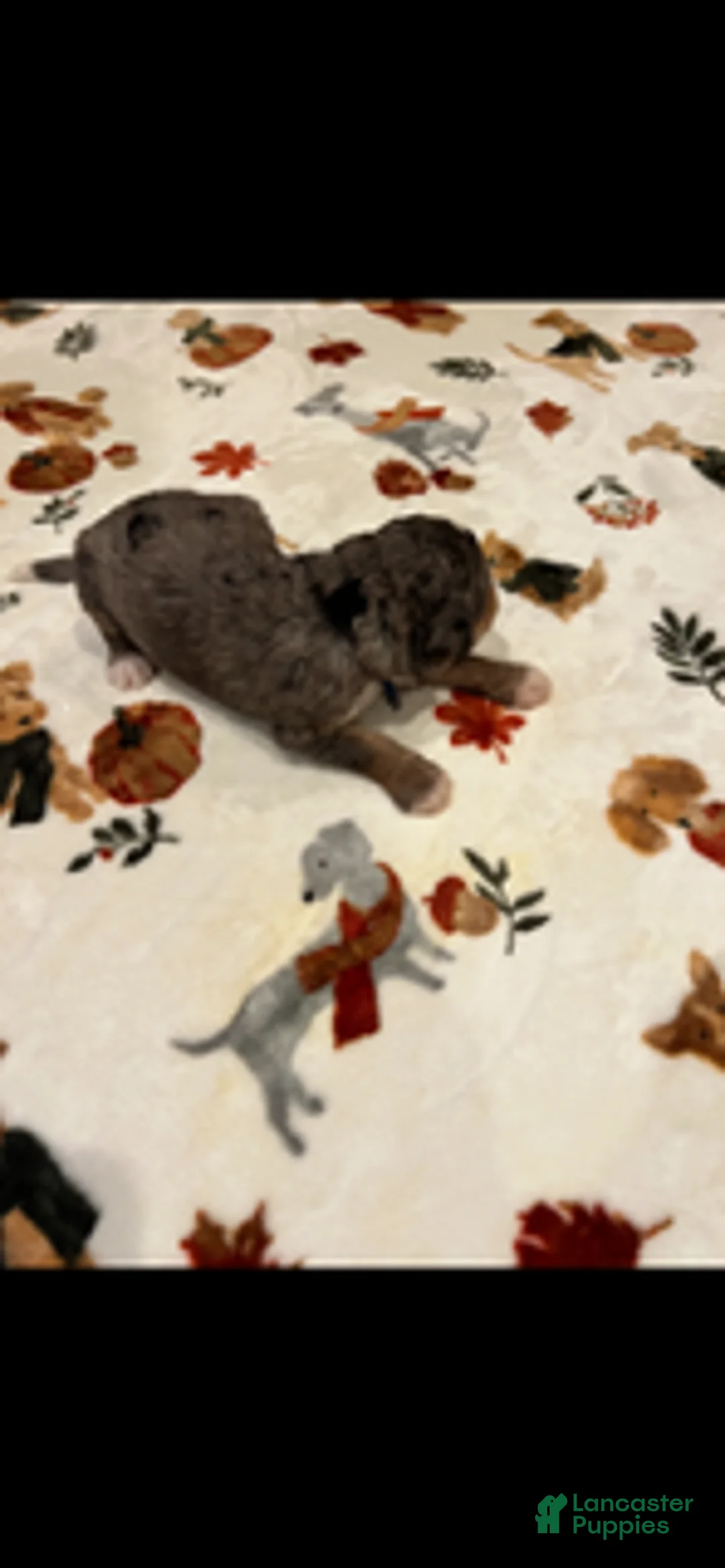 Bernedoodle dogs for sale: Blue Collar - Ad 2
