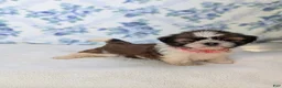 Shih Tzu dogs for sale: Felicity  - Ad 7