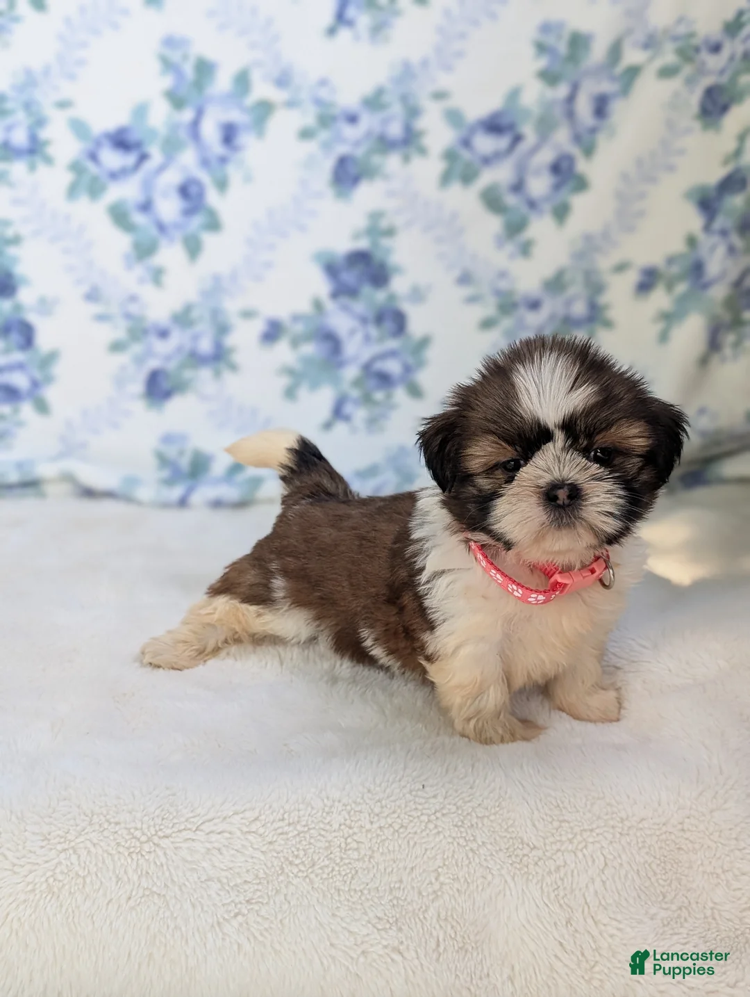 Shih Tzu dogs for sale: Felicity  - Ad 7