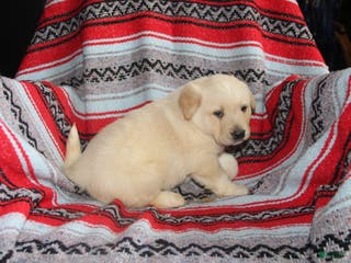 Mixed Breed dogs Charlie - Ad 32