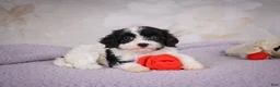 Cavapoo dogs for sale: Cavapoo 2 - Ad 5