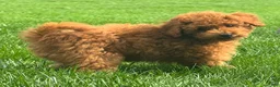 Miniature Poodle dogs for sale: Titus - Ad 4