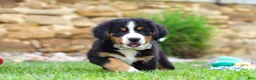 Bernese Mountain Dog dogs for sale: Willow - Ad 6