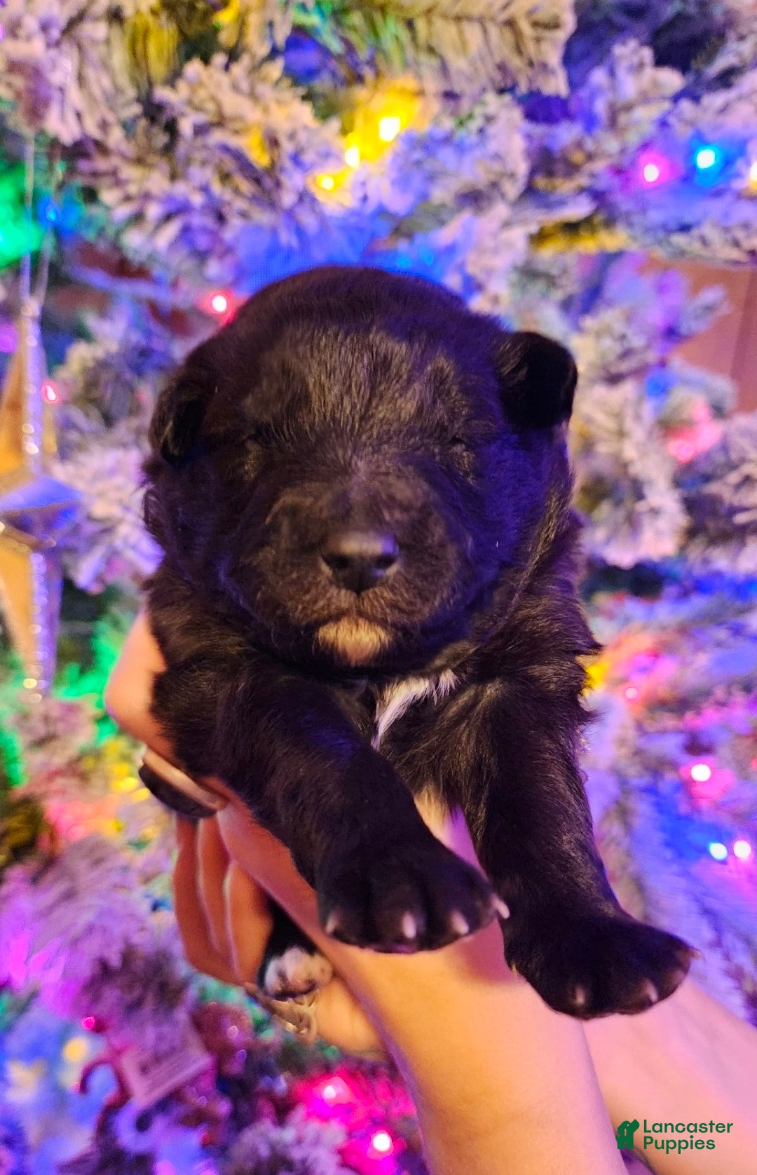 Mixed Breed dogs Stardust - Ad 4