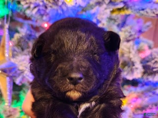 Mixed Breed dogs Stardust - Ad 4