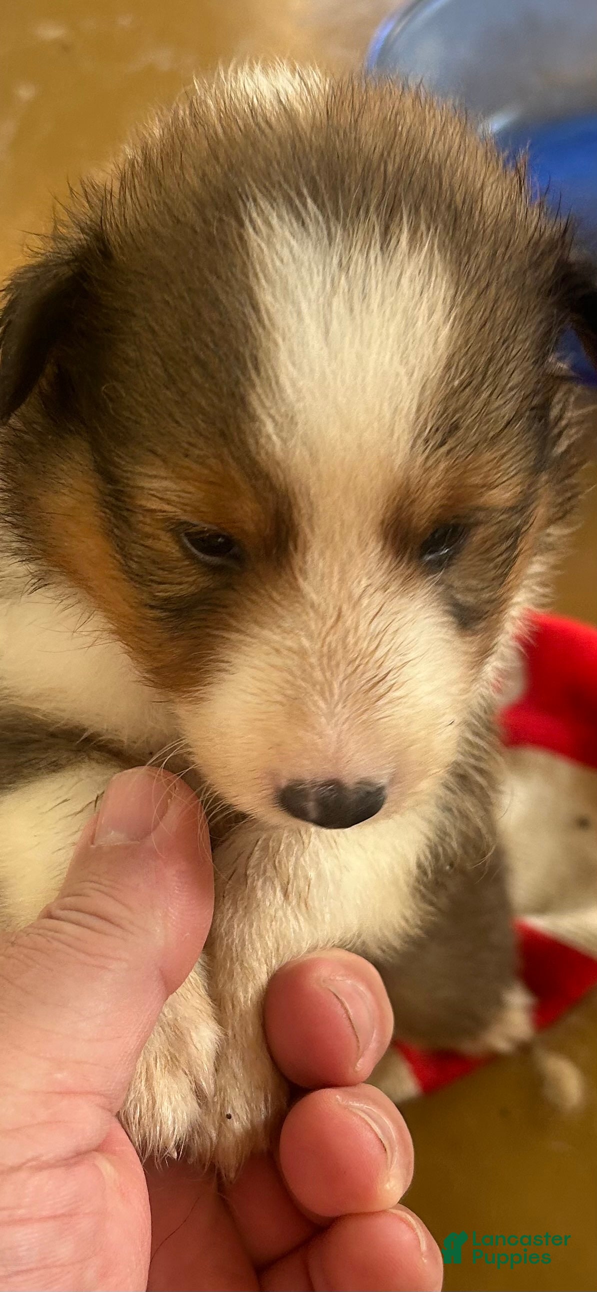 Shetland Sheepdog dogs Boy 2 - Ad 31