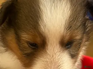 Shetland Sheepdog dogs Boy 2 - Ad 31