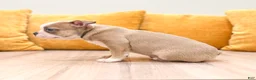 Boston Terrier dogs for sale: Amber - Ad 4