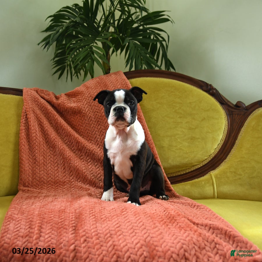 Boston Terrier dogs Skippy - Ad 2