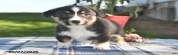 Welsh Corgi Pembroke dogs for sale: Clove  - Ad 3
