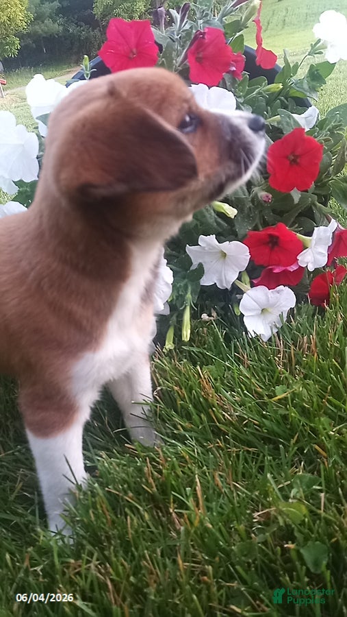 Mixed Breed dogs for sale: Shirley - Ad 2