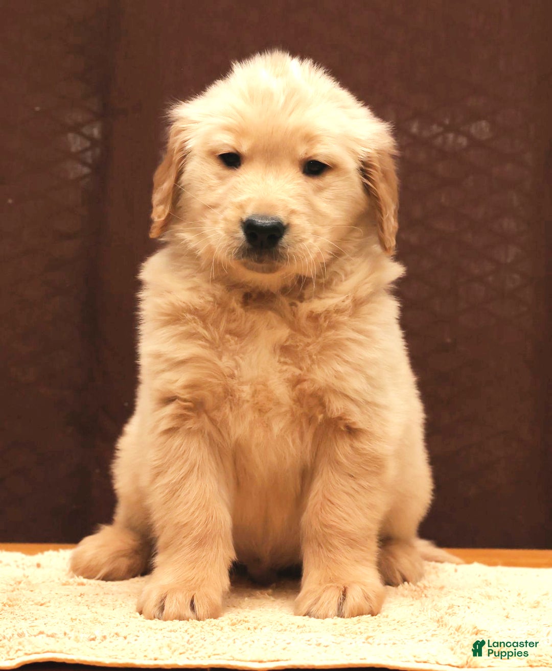 Golden Retriever dogs for sale: Boomer - Ad 6