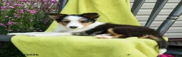 Shetland Sheepdog dogs for sale: Stevie - Ad 2