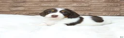 Dachshund dogs for sale: Macy - Ad 5