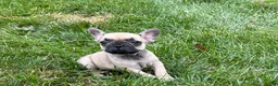 French Bulldog dogs for sale: Bruce - Ad 10