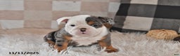 Olde English Bulldogge dogs for sale: Sadie - Ad 6