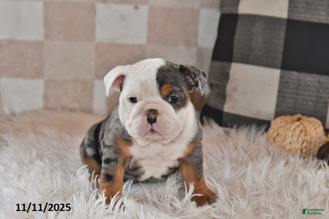 Olde English Bulldogge dogs for sale: Sadie - Ad 6
