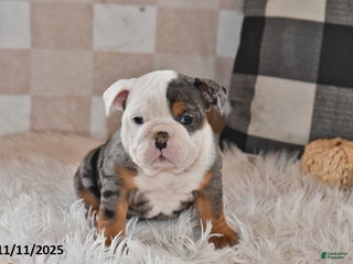 Olde English Bulldogge dogs Sadie - Ad 6
