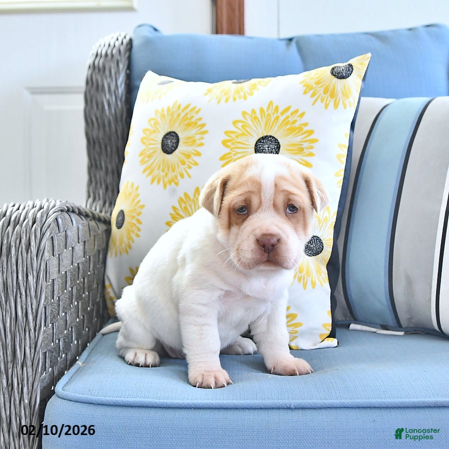 Mini Hippo dogs Tonya - Ad 2