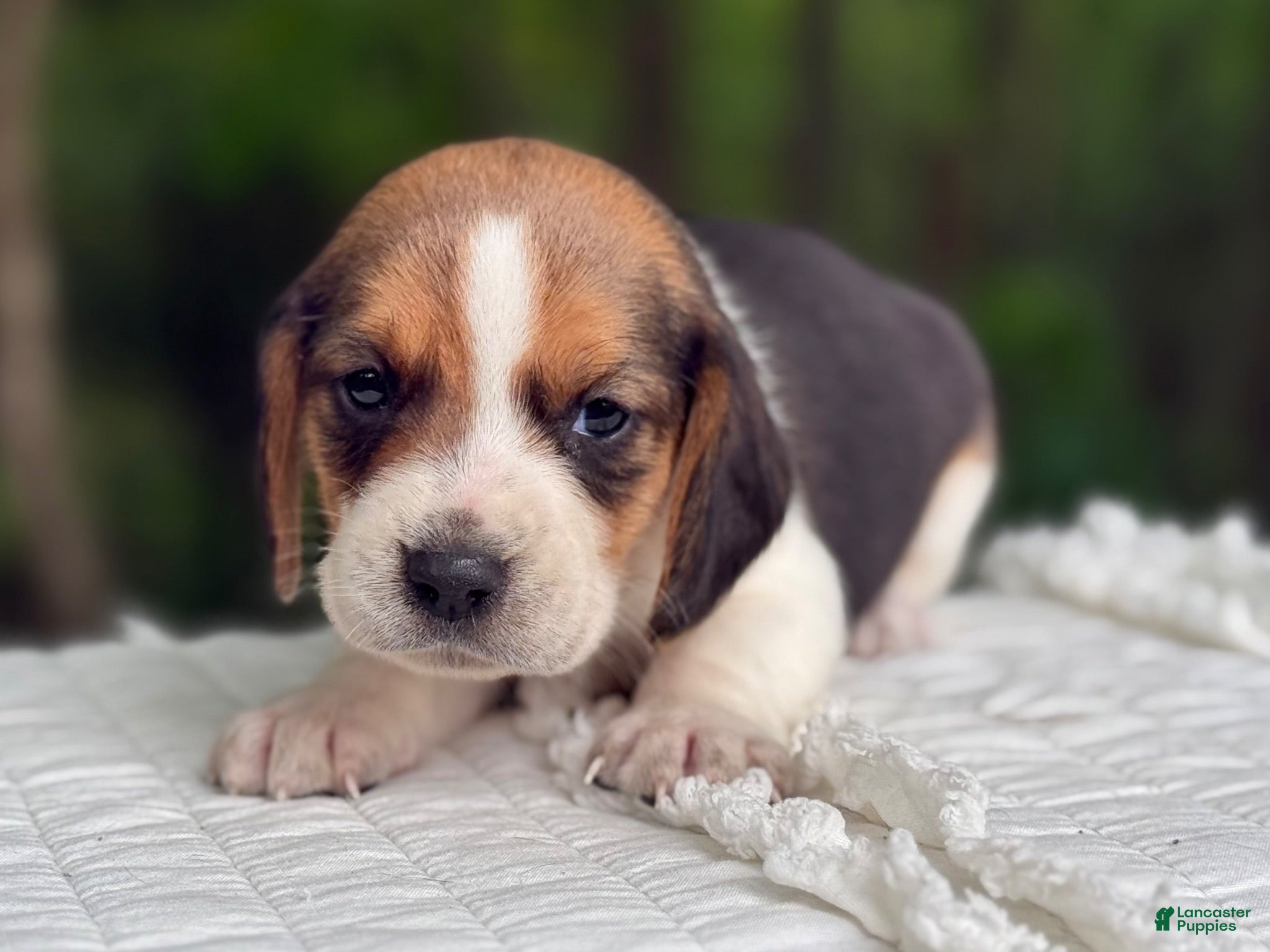 Beagle dogs Aurora - Ad 2
