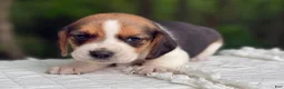 Beagle dogs for sale: Aurora - Ad 2