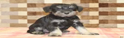 Miniature Schnauzer dogs for sale: Emily - Ad 4