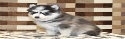 Pomsky dogs for sale: Penny - Ad 4