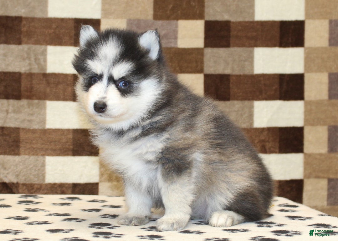 Pomsky dogs for sale: Penny - Ad 4