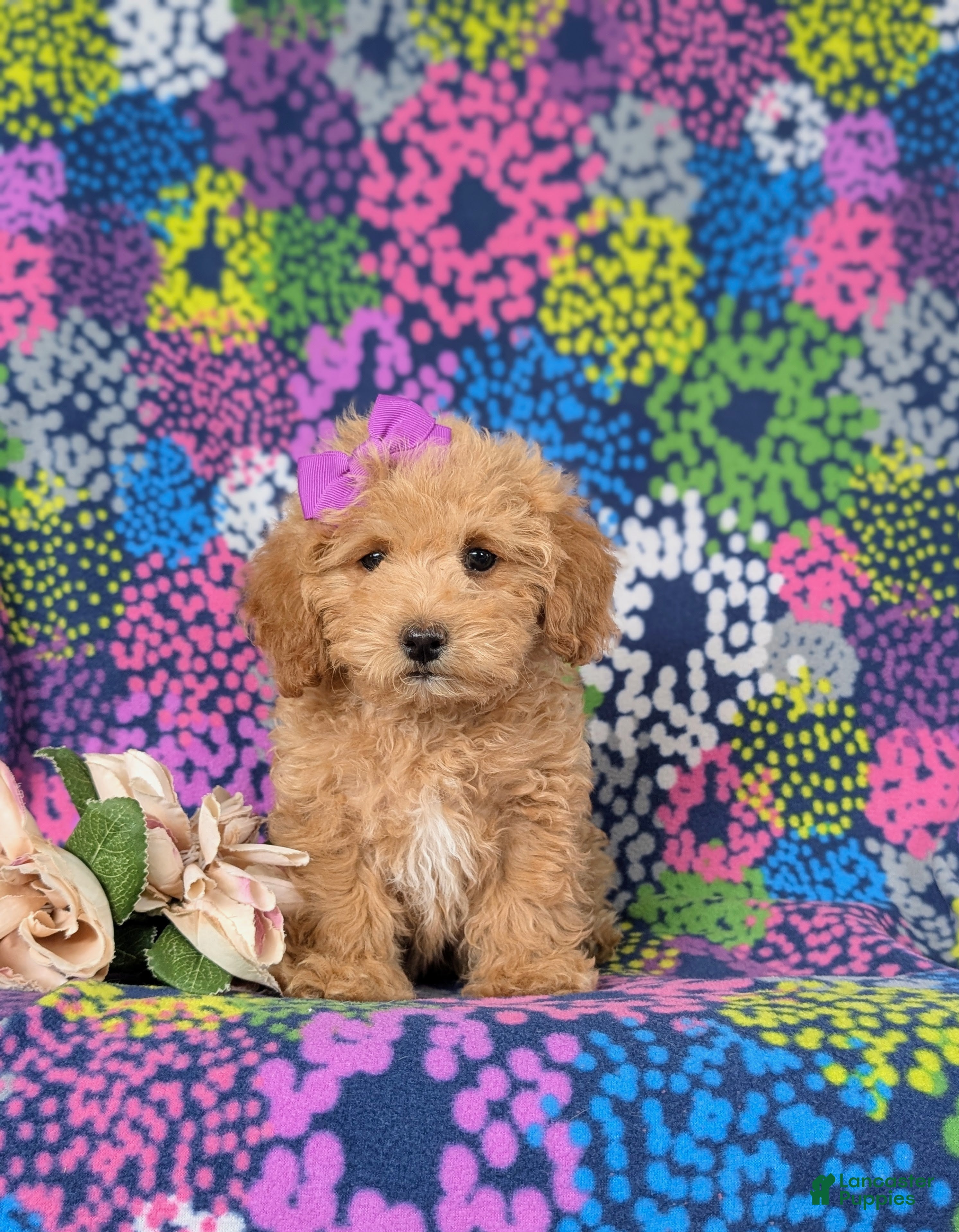 Bichpoo dogs Roxanna 9 lbs Full Grown - Ad 2